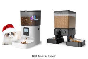 Top 12 Best Auto Cat Feeder That Will Blow Your Mind!